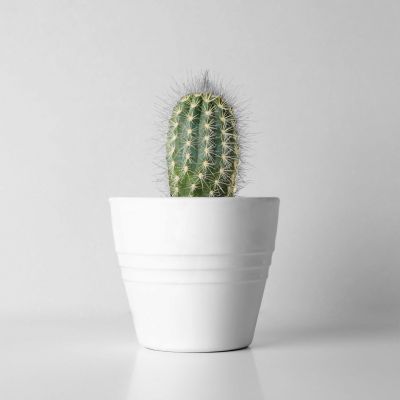 Cactus in pot against beige background, space for text Cactus in pot against beige background, space for text