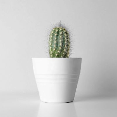 Cactus in pot against beige background, space for text